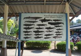 Suan Son Beach – Bild 16